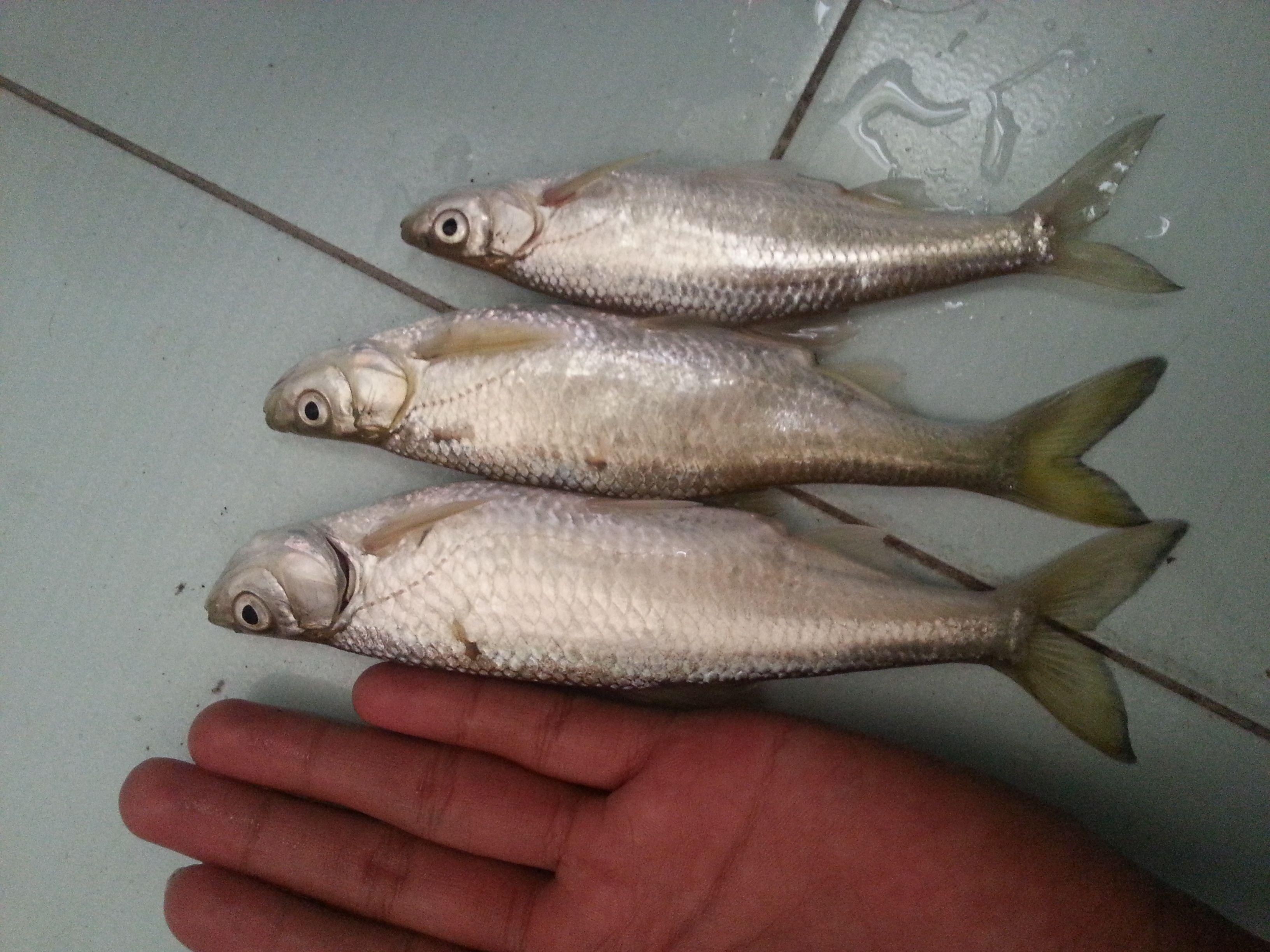 白條魚可以喂龍魚嗎？：白條魚可以喂給龍魚嗎？ 白條魚可以喂龍魚嗎？：白條魚可以喂給龍魚嗎？ 龍魚百科 第2張