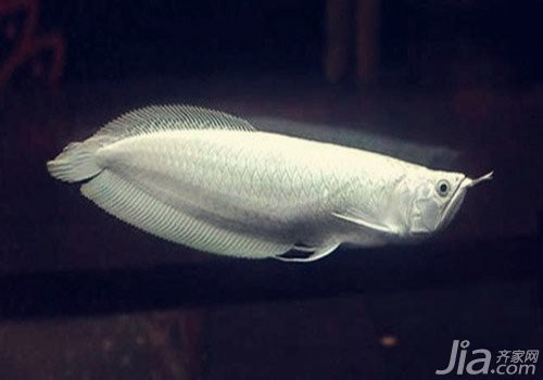 和銀龍魚很像的白色魚是什么魚啊