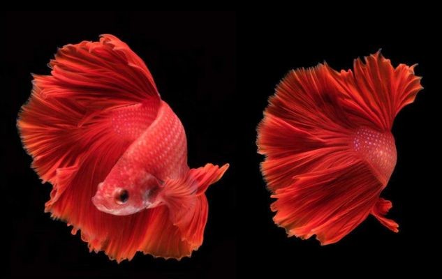 雪龍魚水溫調(diào)控技巧：雪龍魚換水溫差控制，夏季雪龍魚保溫技巧
