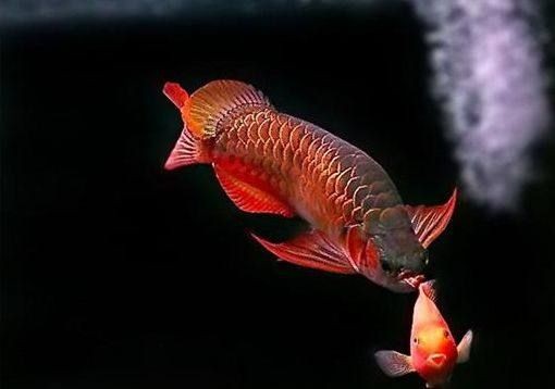 世界上野生最大的野生龍魚，太珍貴了：世界上野生最大的野生龍魚,太珍貴了