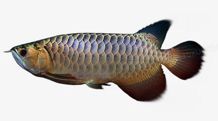 世界上野生最大的野生龍魚，太珍貴了：世界上野生最大的野生龍魚,太珍貴了