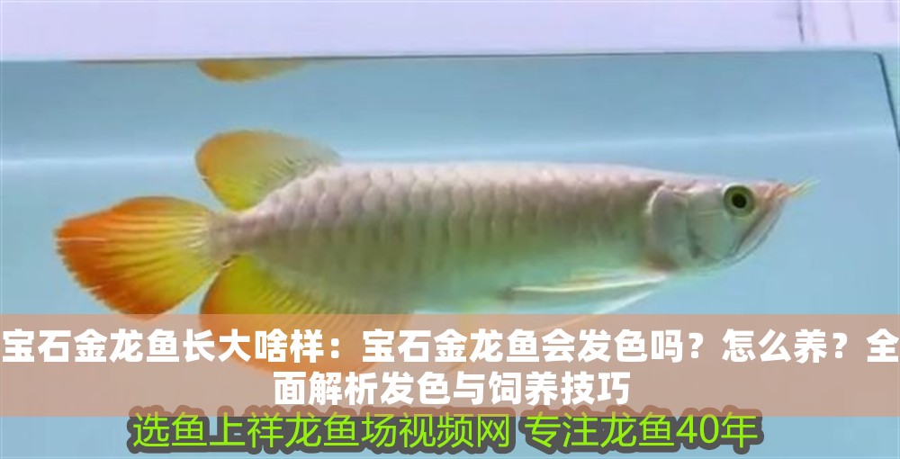 寶石金龍魚長大啥樣：寶石金龍魚會發(fā)色嗎？怎么養(yǎng)？全面解析發(fā)色與飼養(yǎng)技巧