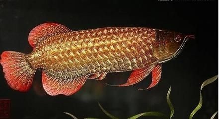 高背紅尾金龍魚能吃嗎 高背紅尾金龍魚能吃嗎 龍魚百科