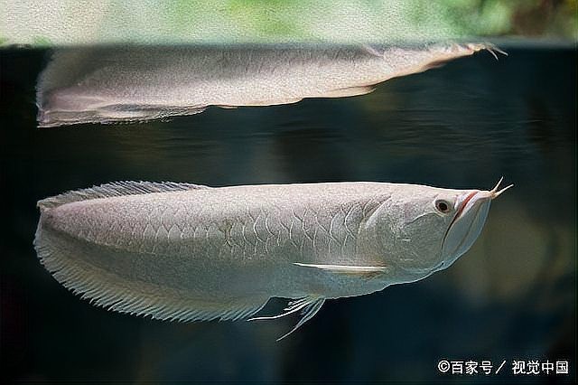 銀龍魚翻鰓手術(shù)的成功率有多高？