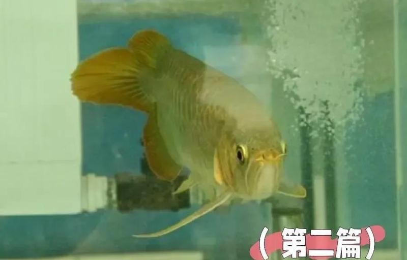 銀龍魚翻鰓手術(shù)的成功率有多高？