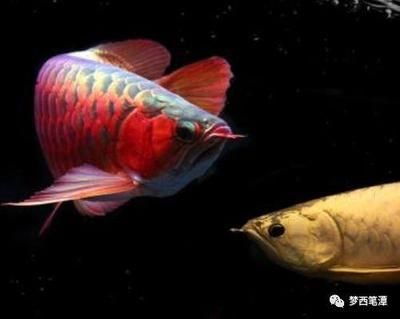 夢(mèng)見自己買了條紅金龍魚（關(guān)于夢(mèng)見自己買了條紅金龍魚，根據(jù)搜索結(jié)果，以下幾種可能解釋）