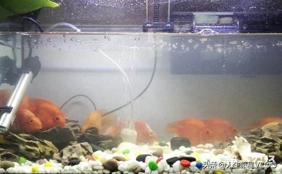 魚(yú)缸水突然渾濁 處理（魚(yú)缸水突然渾濁處理）