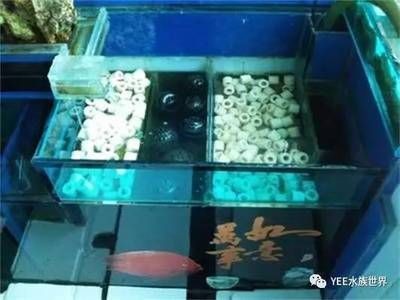 魚缸多長時間放一次鹽放多少（魚缸放鹽的時間和數量取決于多種因素）