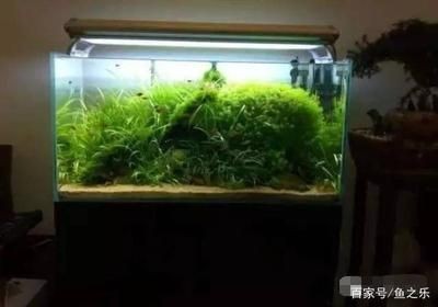 魚缸多長時間放一次鹽放多少（魚缸放鹽的時間和數量取決于多種因素）