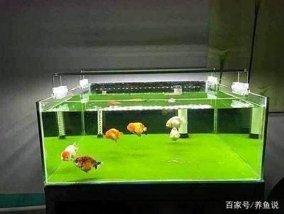 魚缸多長時間放一次鹽放多少（魚缸放鹽的時間和數量取決于多種因素）