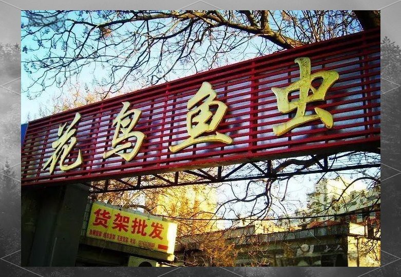 深圳哪個觀賞魚市場最大 深圳哪個觀賞魚市場最大 龍魚論壇 第3張