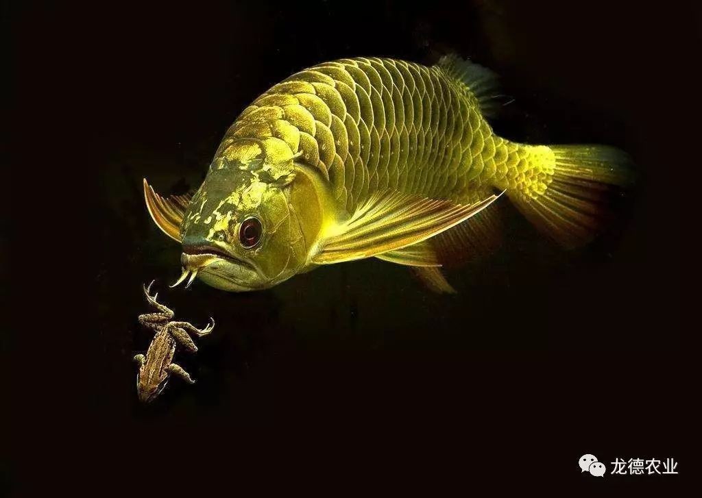 高清龍魚壁紙