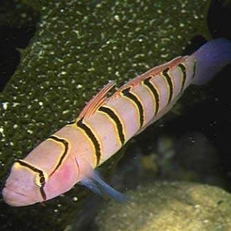 淡水蝦虎魚(yú)種類