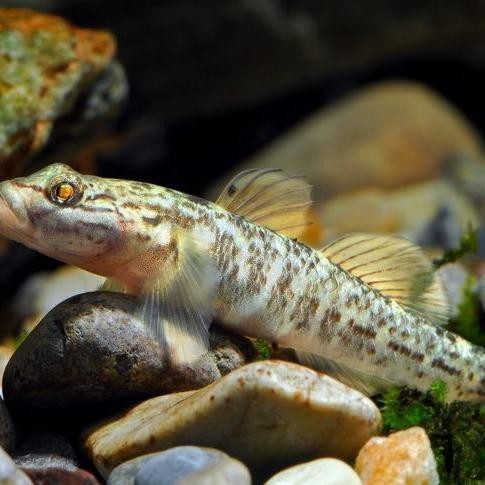 淡水蝦虎魚(yú)種類