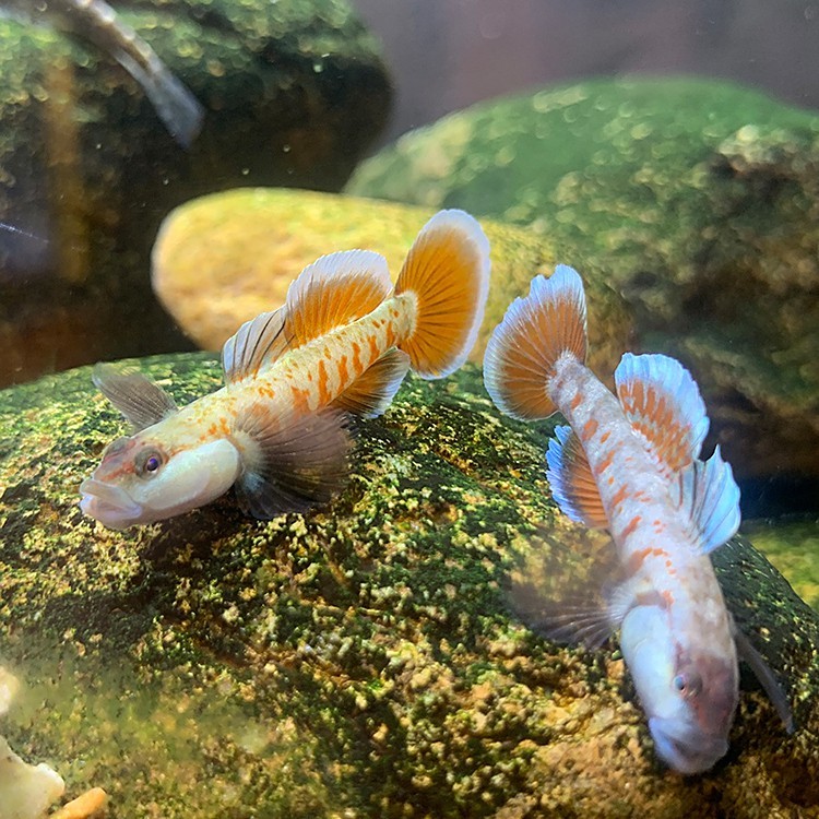 淡水蝦虎魚(yú)種類