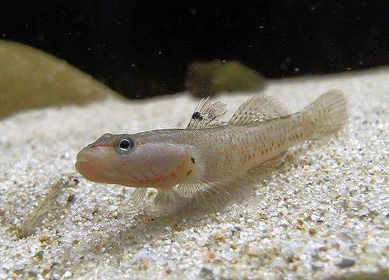 淡水蝦虎魚(yú)種類