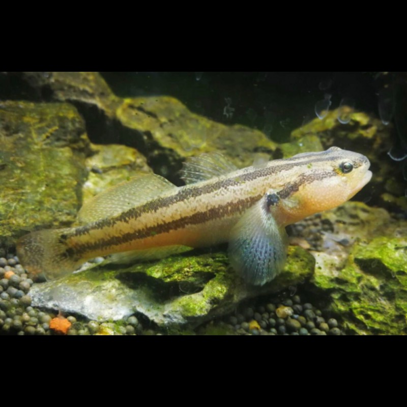 淡水蝦虎魚(yú)種類