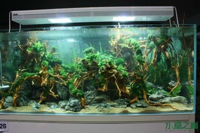 廣州魚缸造景魚缸造景展會時間表廣州魚缸造景展會時間表：2024廣州國際漁博會時間表