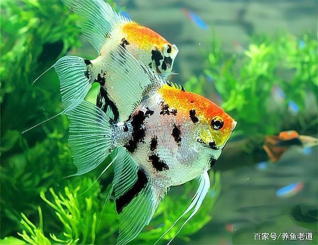 淡水魚加鹽的比例 淡水魚加鹽的比例 龍魚論壇 第1張