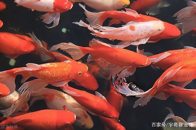 淡水魚加鹽的比例 淡水魚加鹽的比例 龍魚論壇 第11張