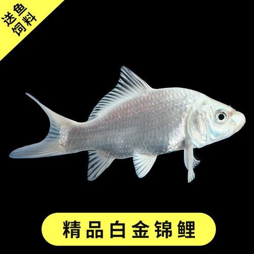 龍風(fēng)魚長什么樣