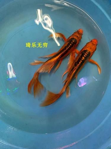 龍風(fēng)魚長什么樣