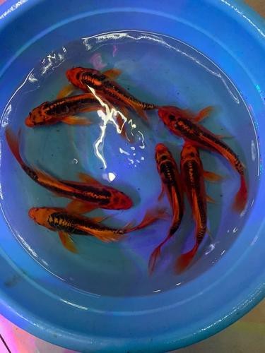 龍風(fēng)魚長什么樣