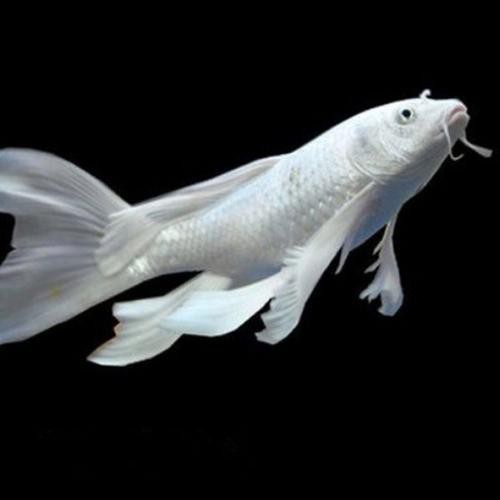 龍風(fēng)魚長什么樣