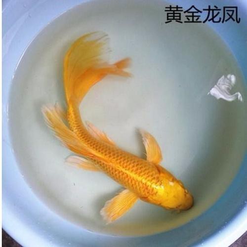 龍風(fēng)魚長什么樣