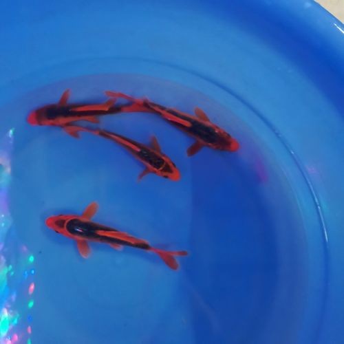 龍風(fēng)魚長什么樣