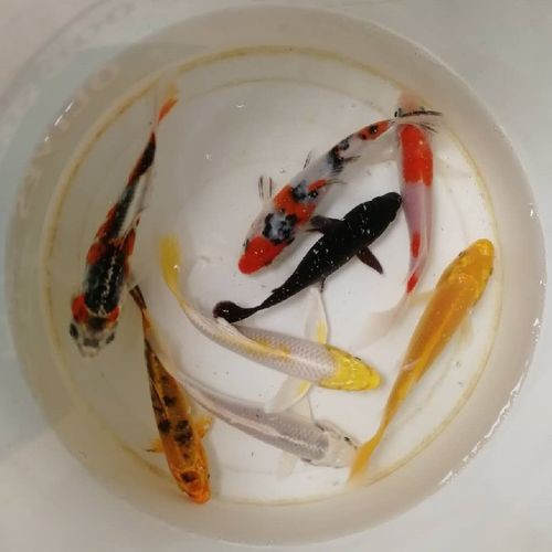 龍風(fēng)魚長什么樣