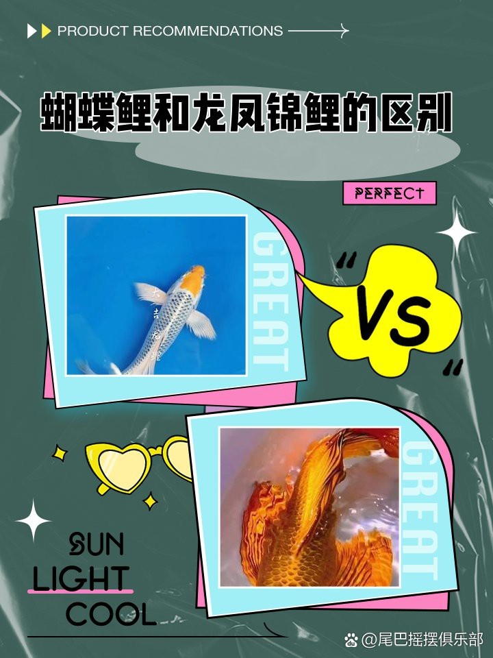 龍風(fēng)魚長什么樣