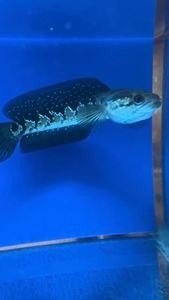 西安龍魚活體實體店在哪里啊多少錢一斤(西安龍魚活體實體店在哪里啊多少錢一斤啊)