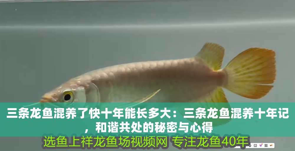 三條龍魚混養(yǎng)了快十年能長多大：三條龍魚混養(yǎng)十年記，和諧共處的秘密與心得
