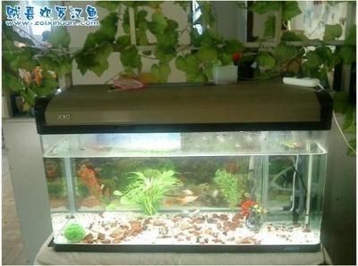 雪龍魚水質管理技巧：雪龍魚的水質管理技巧