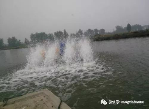 雪龍魚水質管理技巧：雪龍魚的水質管理技巧