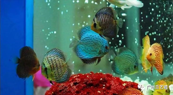 新買的魚缸如何正確過水：新買的魚直接放入魚缸水系列問題如何正確過水處理 新買的魚缸如何正確過水：新買的魚直接放入魚缸水系列問題如何正確過水處理 魚缸百科 第1張