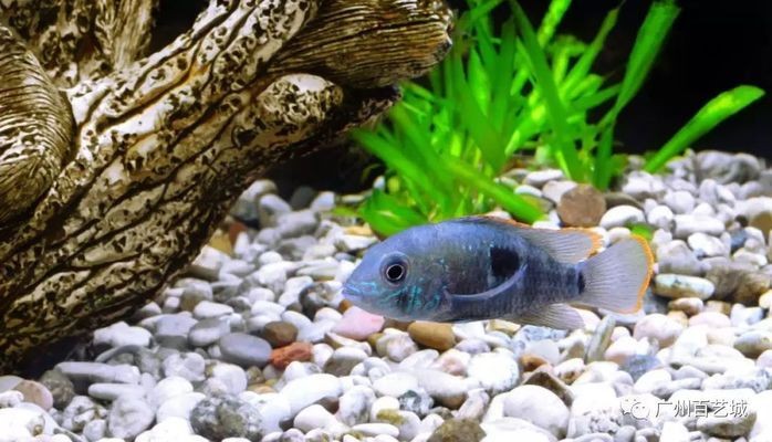 新買的魚缸如何正確過水：新買的魚直接放入魚缸水系列問題如何正確過水處理 新買的魚缸如何正確過水：新買的魚直接放入魚缸水系列問題如何正確過水處理 魚缸百科 第2張