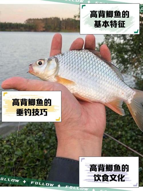 高背魚圖片