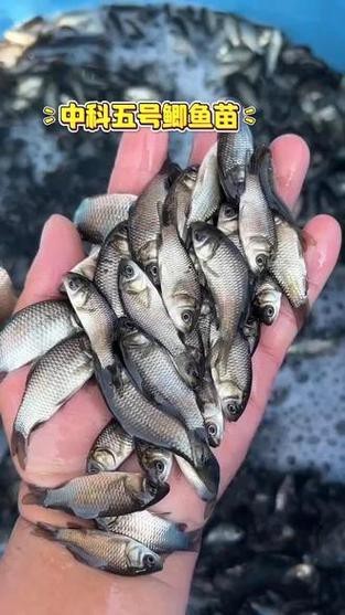 高背魚圖片