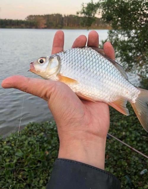 高背魚圖片