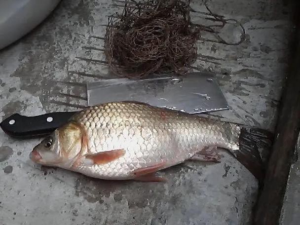 高背魚圖片