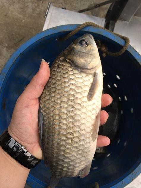 高背魚圖片