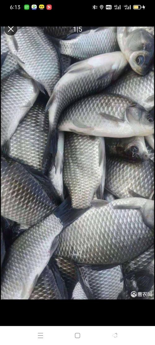 高背魚圖片