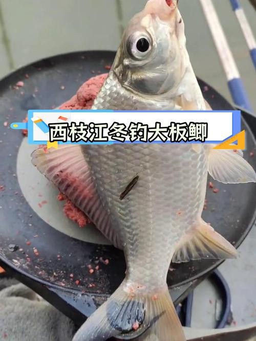 高背魚圖片