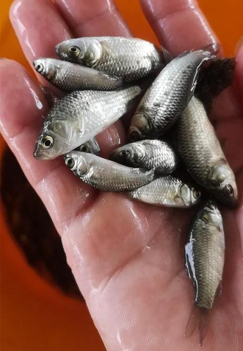 高背魚圖片