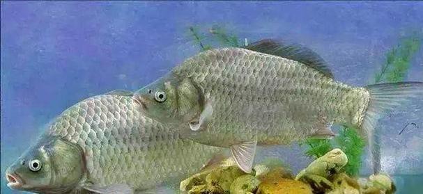 高背魚圖片