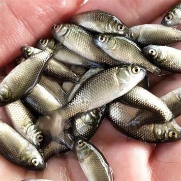 高背魚圖片