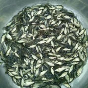 高背魚圖片