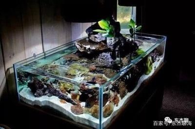 魚缸底濾安裝：魚缸底濾安裝的詳細步驟